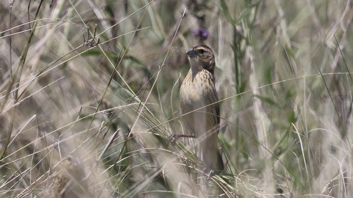 Jackson's Widowbird - ML646598430