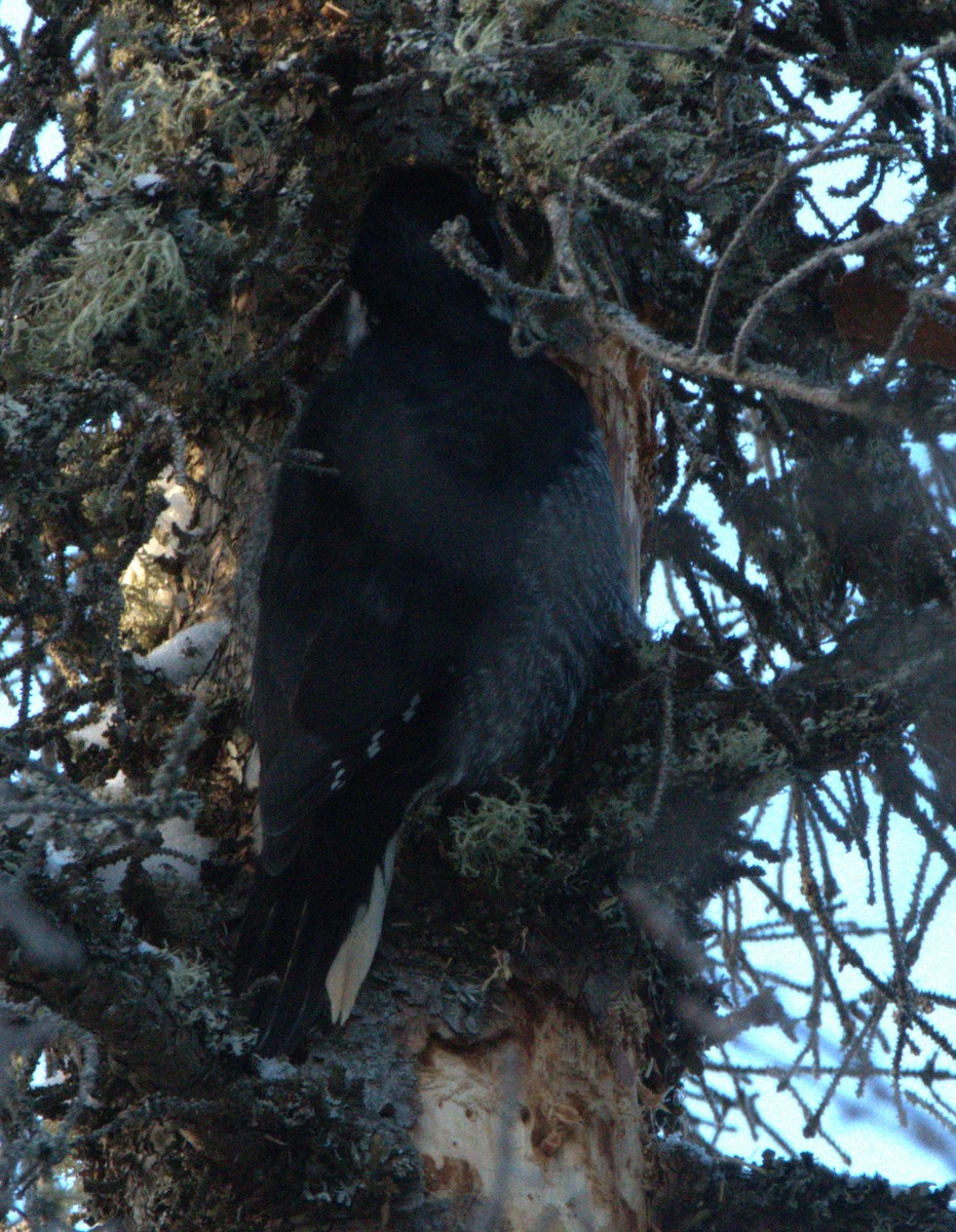 Black-backed Woodpecker - ML646598431