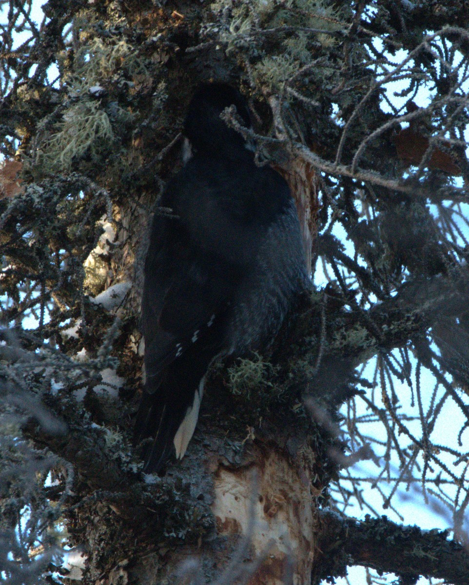 Black-backed Woodpecker - ML646598432