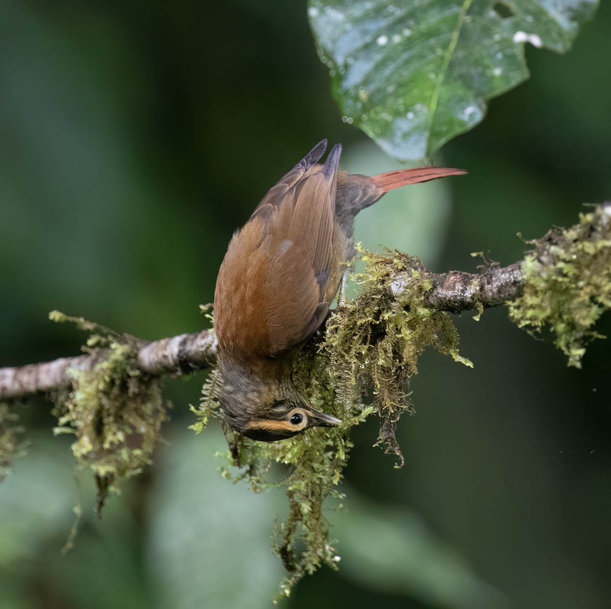 Scaly-throated Foliage-gleaner - ML646598436