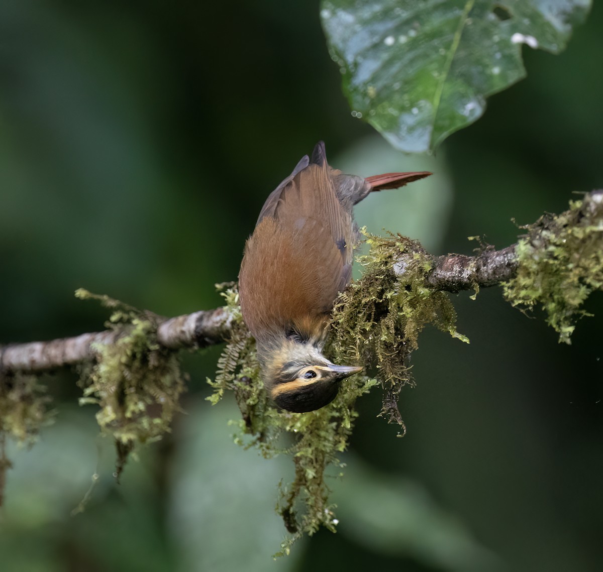 Scaly-throated Foliage-gleaner - ML646598437