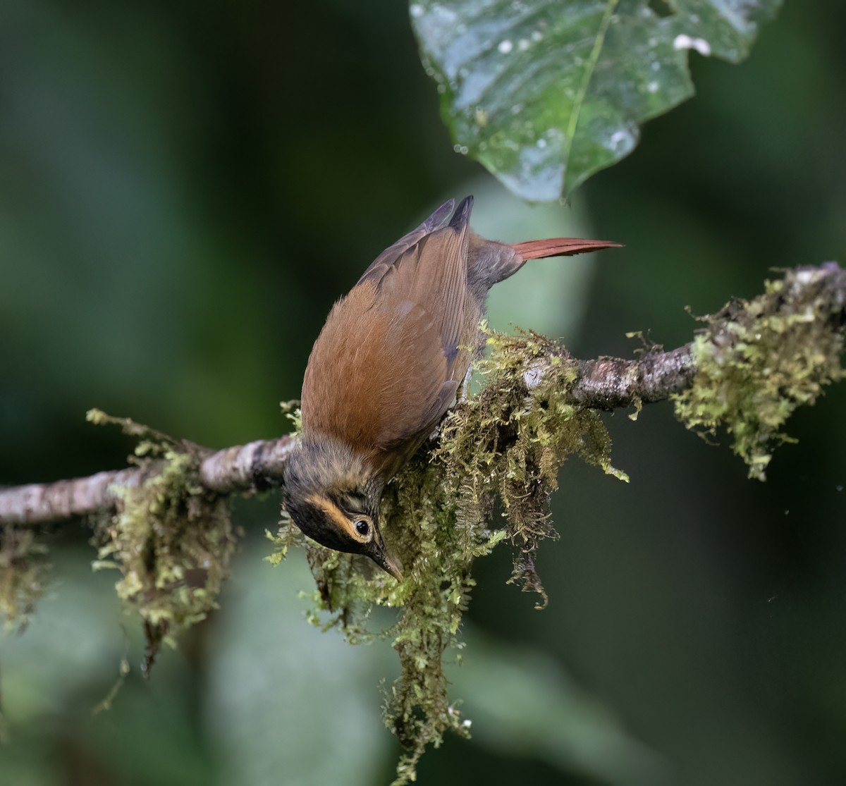 Scaly-throated Foliage-gleaner - ML646598438