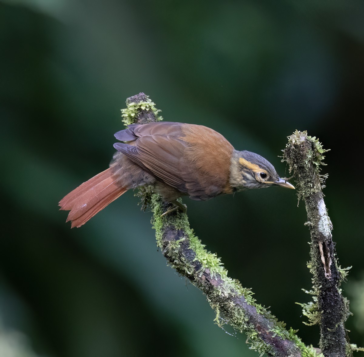 Scaly-throated Foliage-gleaner - ML646598439