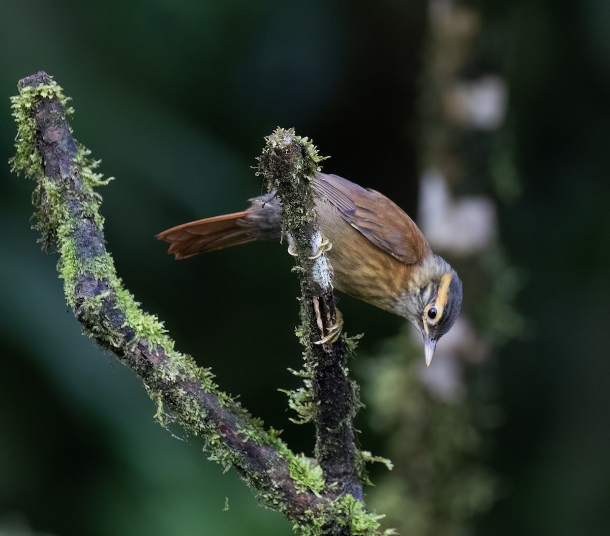 Scaly-throated Foliage-gleaner - ML646598440