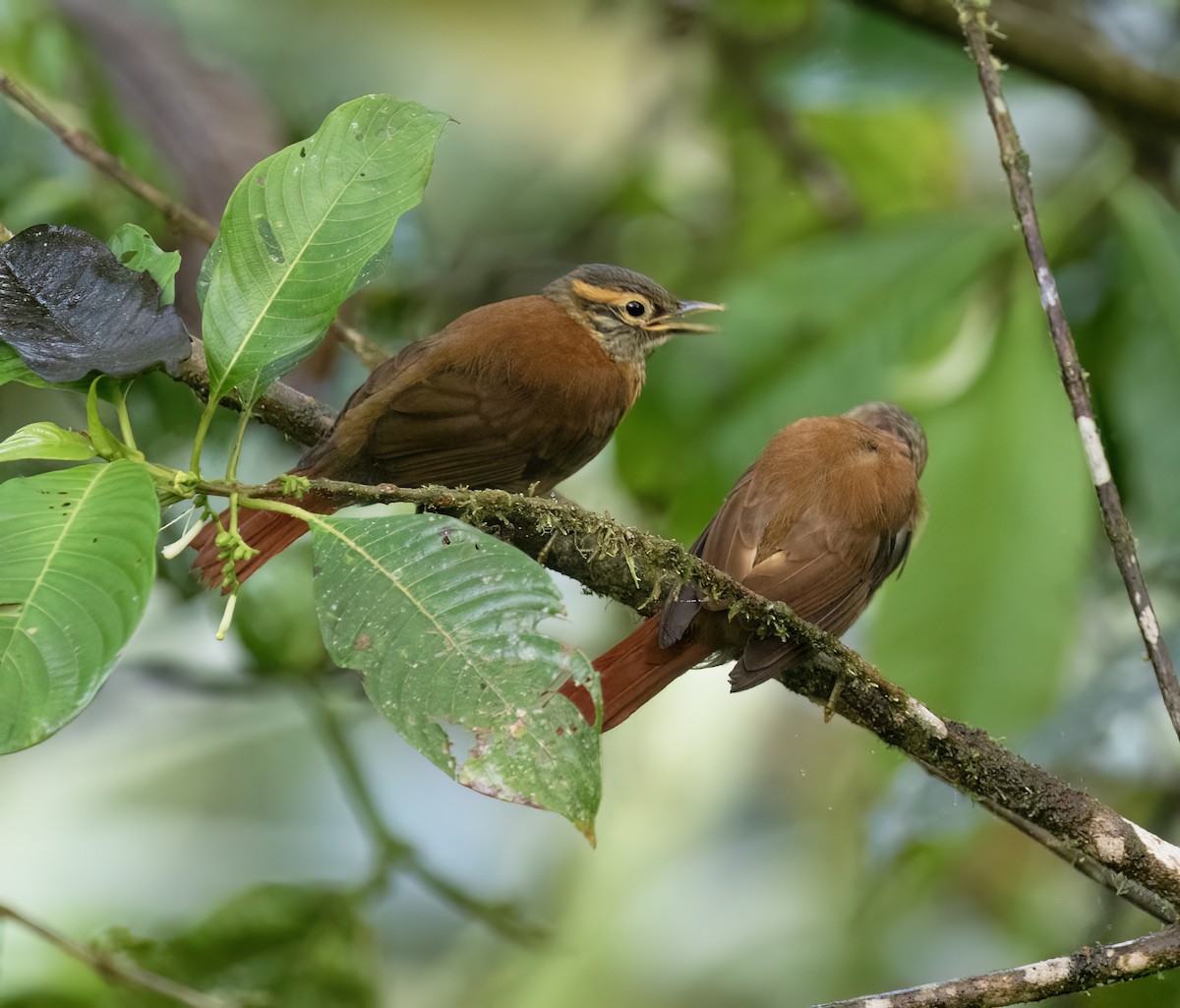 Scaly-throated Foliage-gleaner - ML646598441
