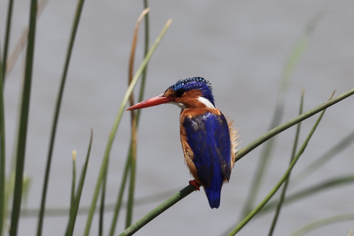 Malachite Kingfisher - ML646598443