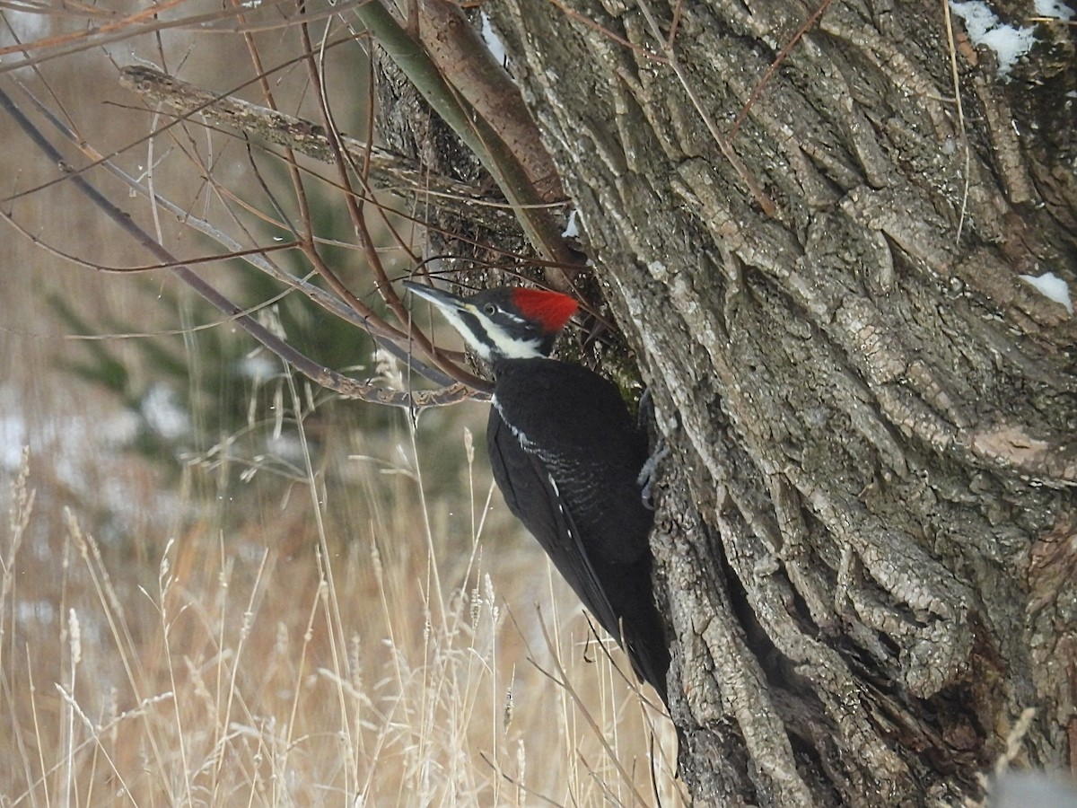 Pileated Woodpecker - ML646598444