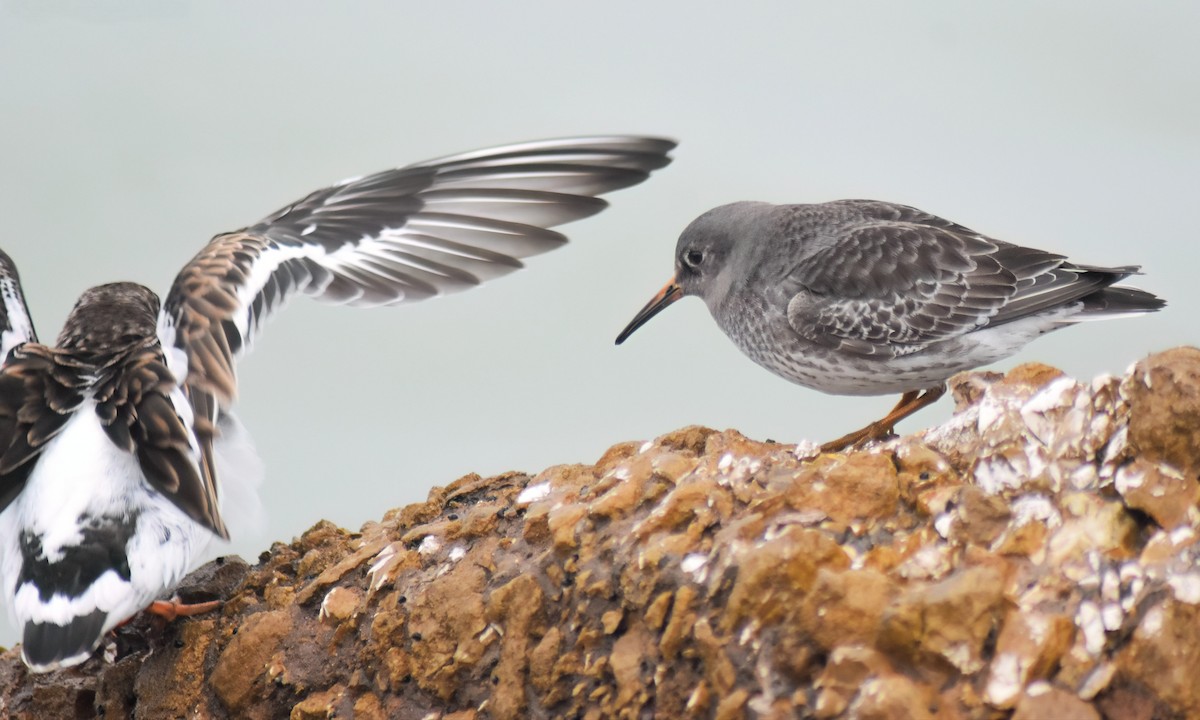 Purple Sandpiper - ML646598445