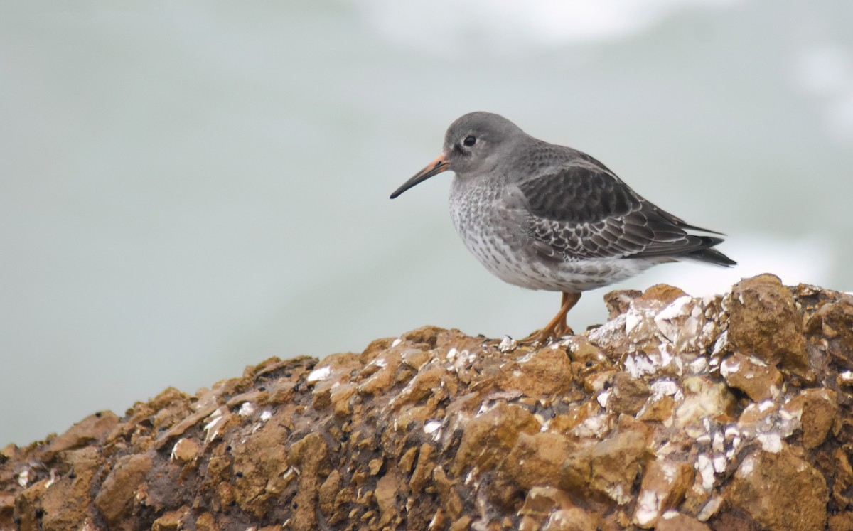 Purple Sandpiper - ML646598446