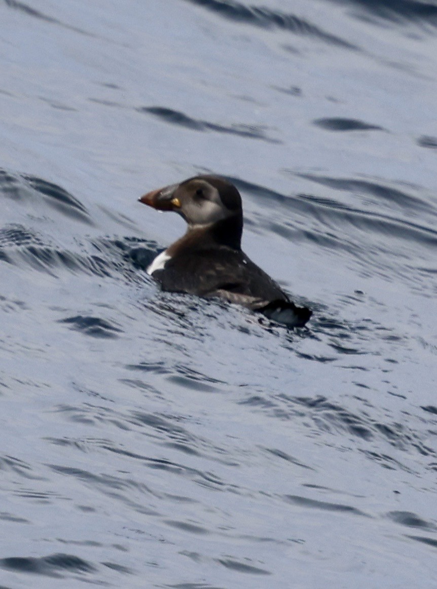 Atlantic Puffin - ML646598449