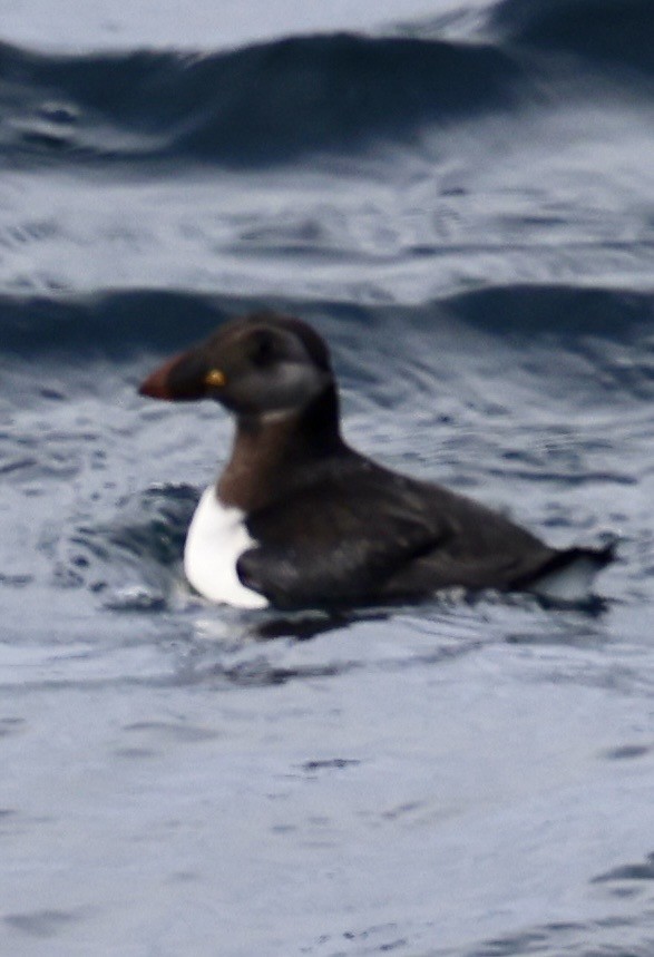 Atlantic Puffin - ML646598450