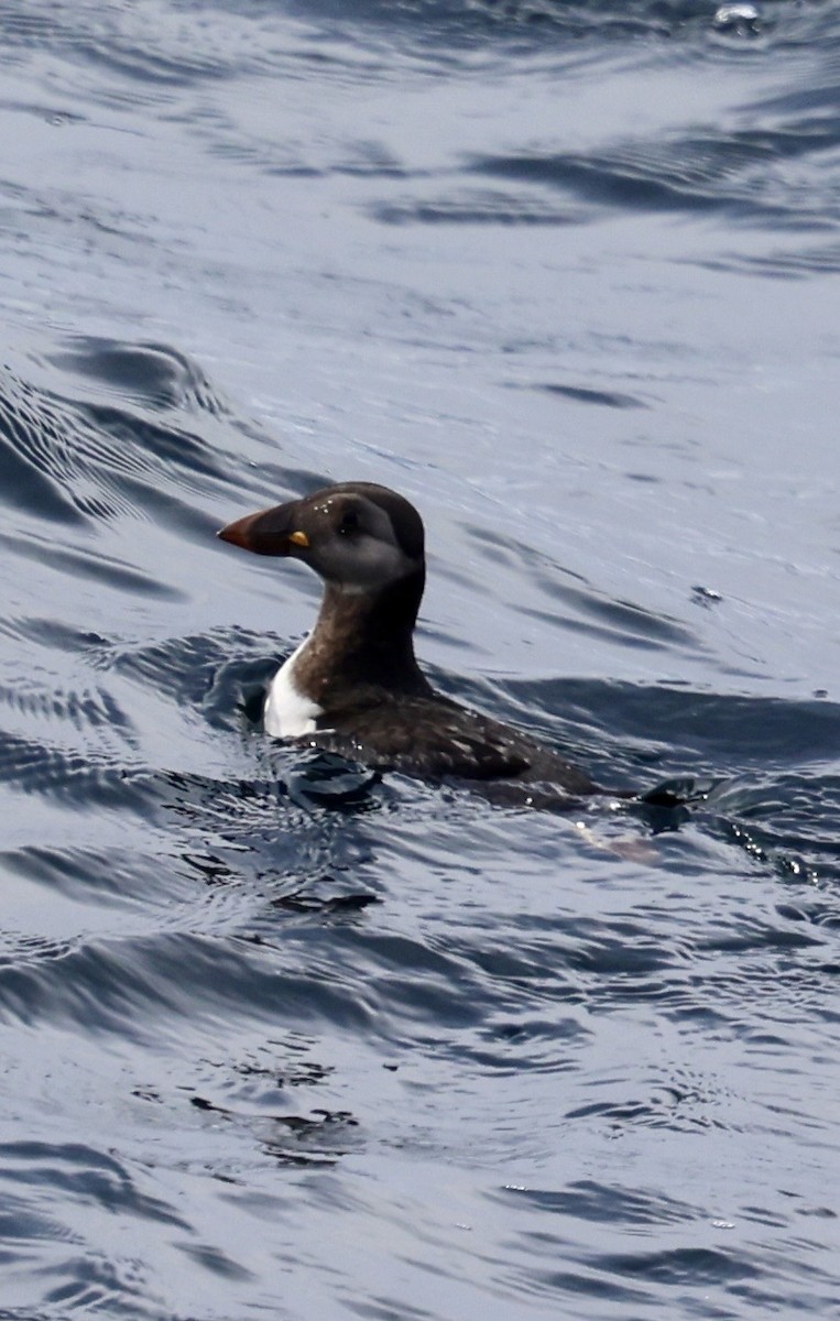 Atlantic Puffin - ML646598451