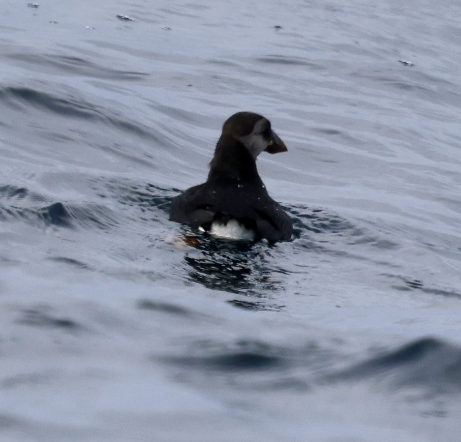 Atlantic Puffin - ML646598452