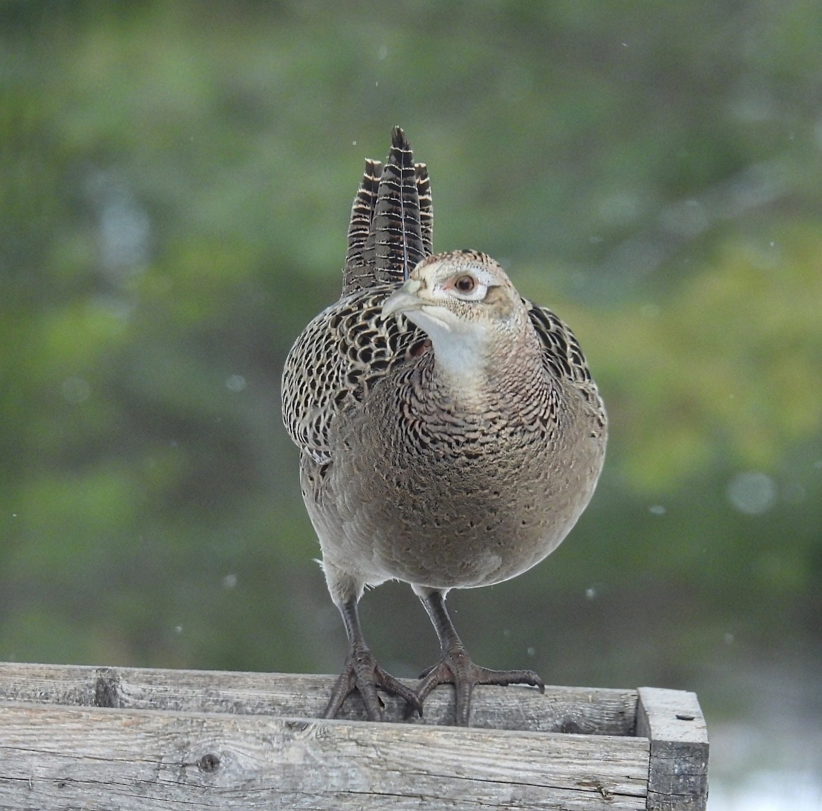 Ring-necked Pheasant - ML646598457