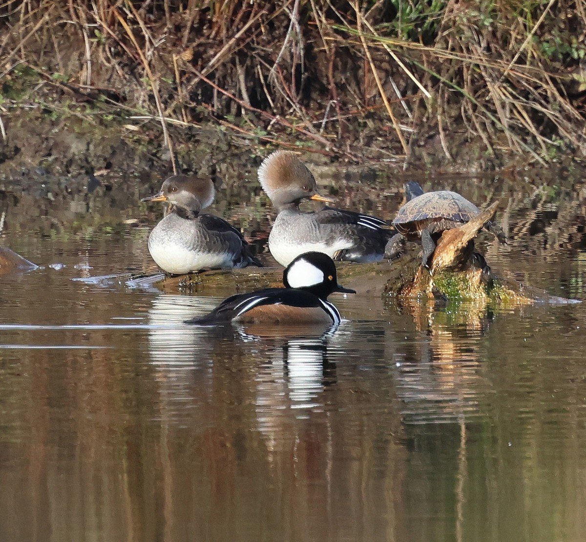 מרגון מקושט - ML646598461