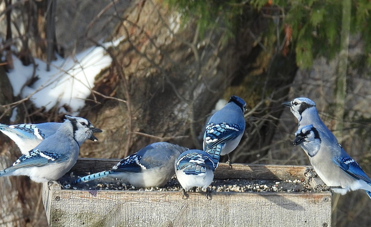 Blue Jay - ML646598465