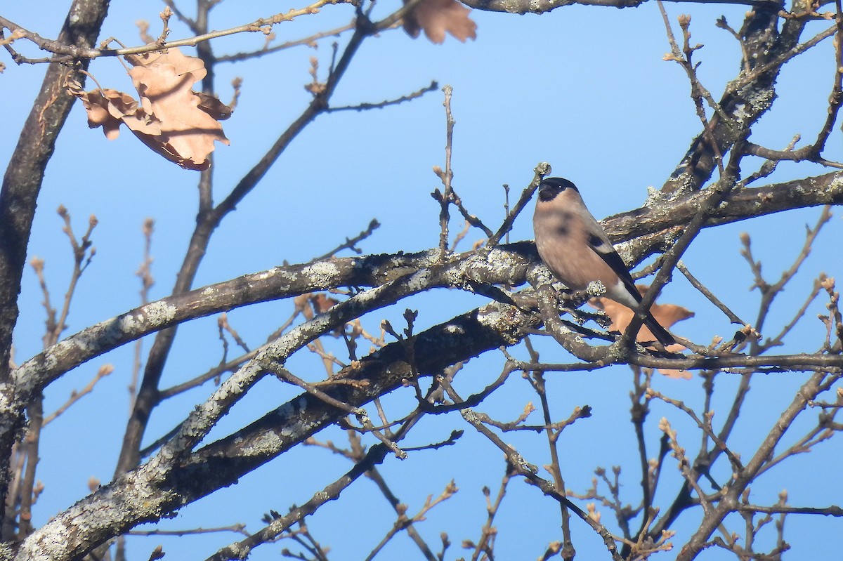 Eurasian Bullfinch - ML646598469