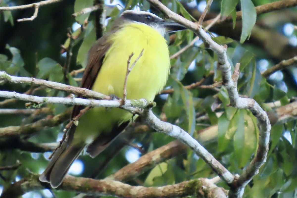 Boat-billed Flycatcher - ML646598470