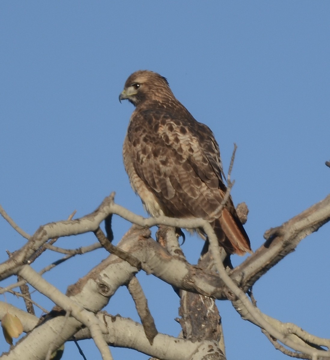 Red-tailed Hawk - ML646598473