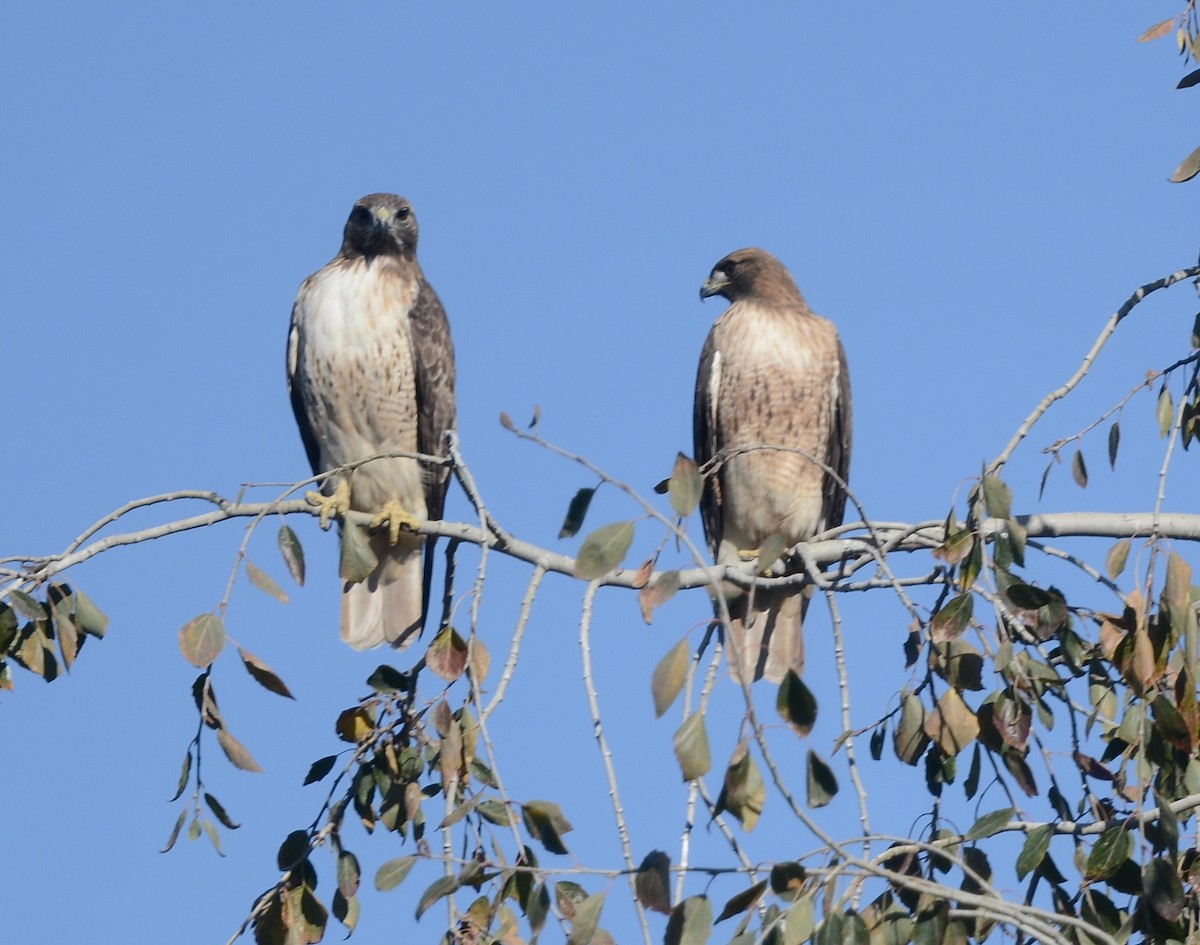 Red-tailed Hawk - ML646598474