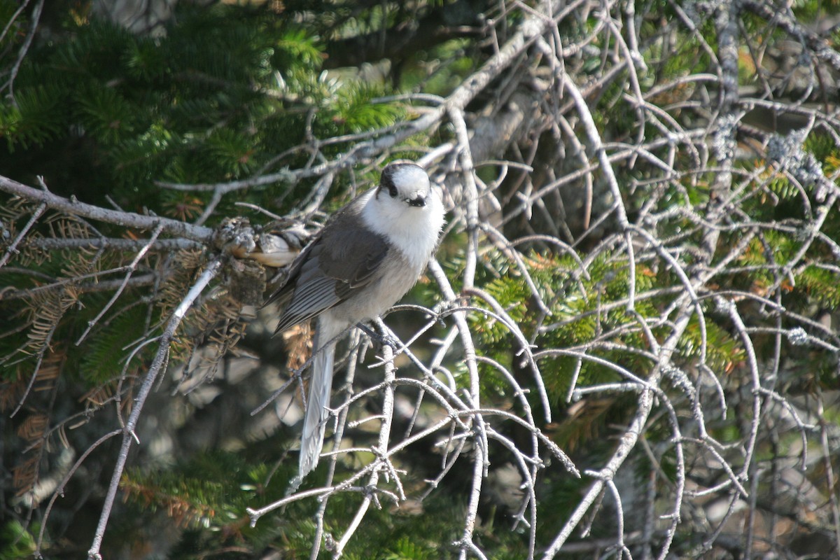 Canada Jay - ML646598476