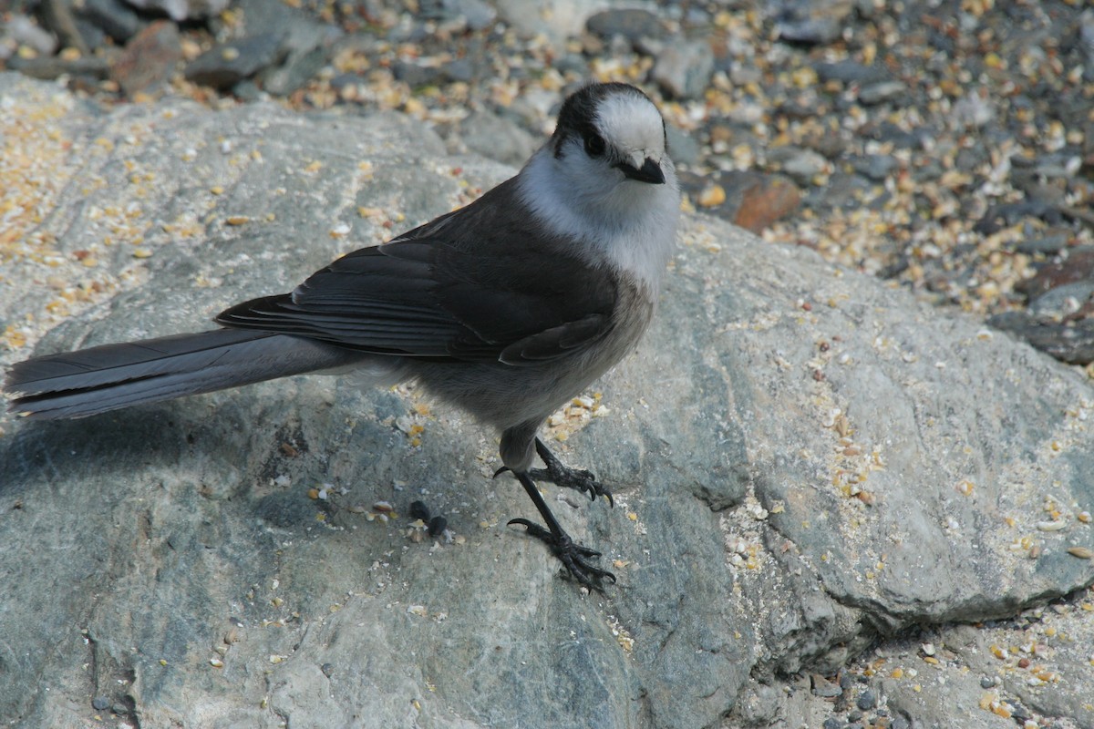 Canada Jay - ML646598477