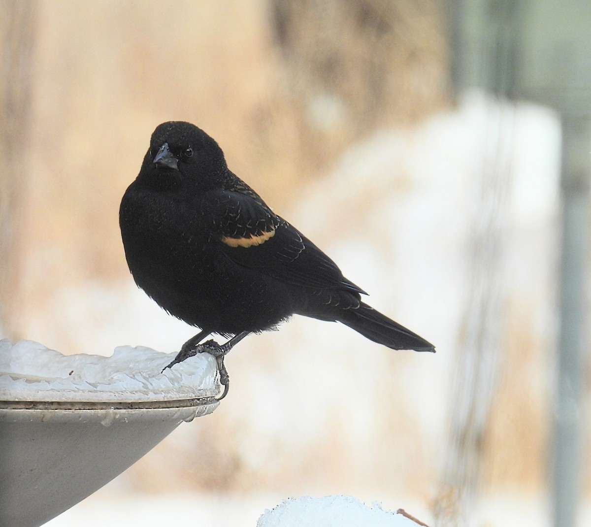 Red-winged Blackbird - ML646598479