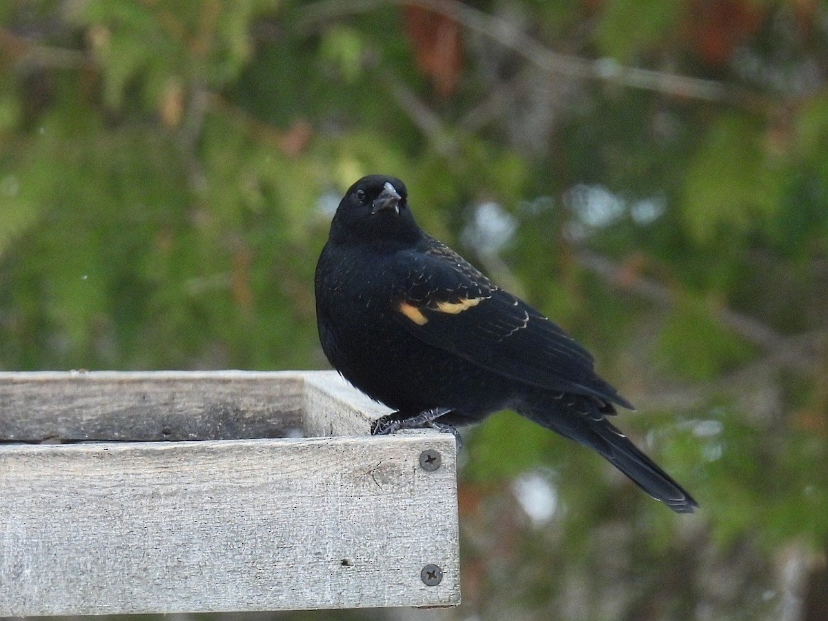 Red-winged Blackbird - ML646598480