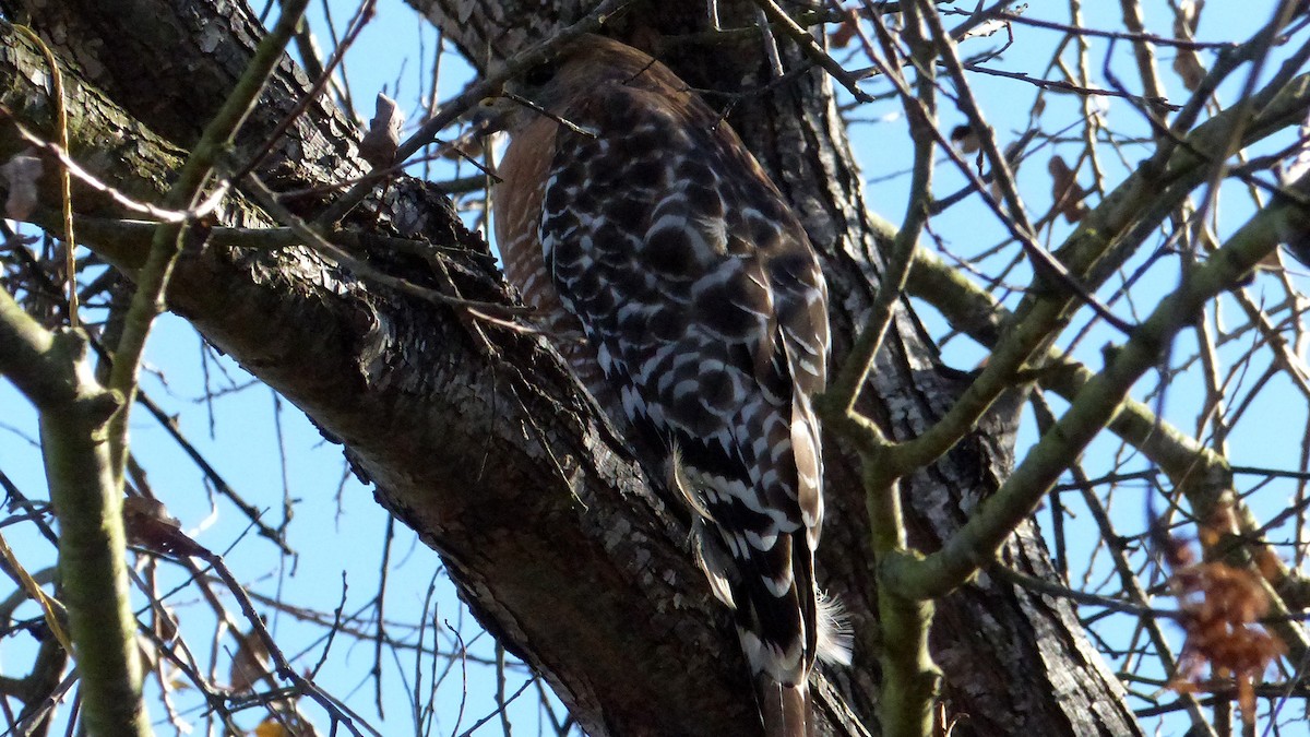 Red-shouldered Hawk - ML646598482