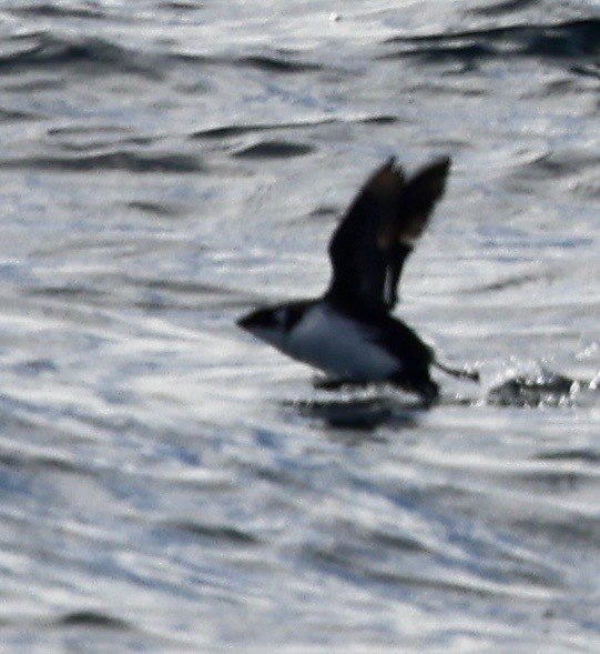 alkoun malý - ML646598483