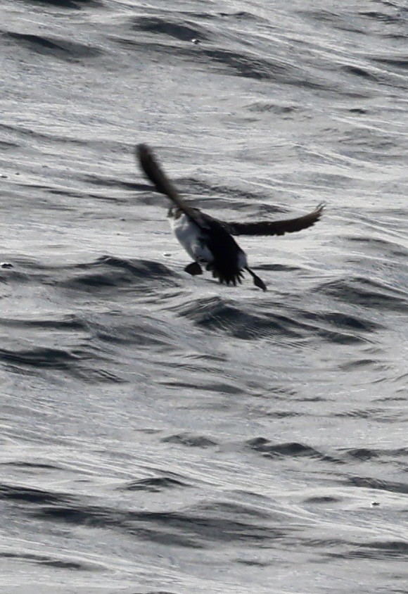 alkoun malý - ML646598484