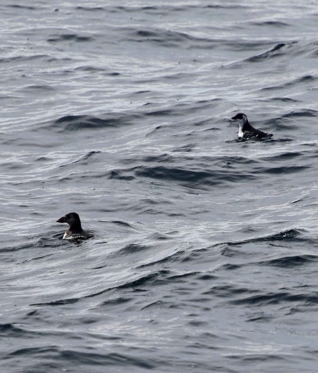 alkoun malý - ML646598485