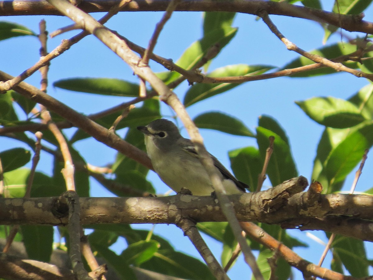 Plumbeous Vireo - ML646598486