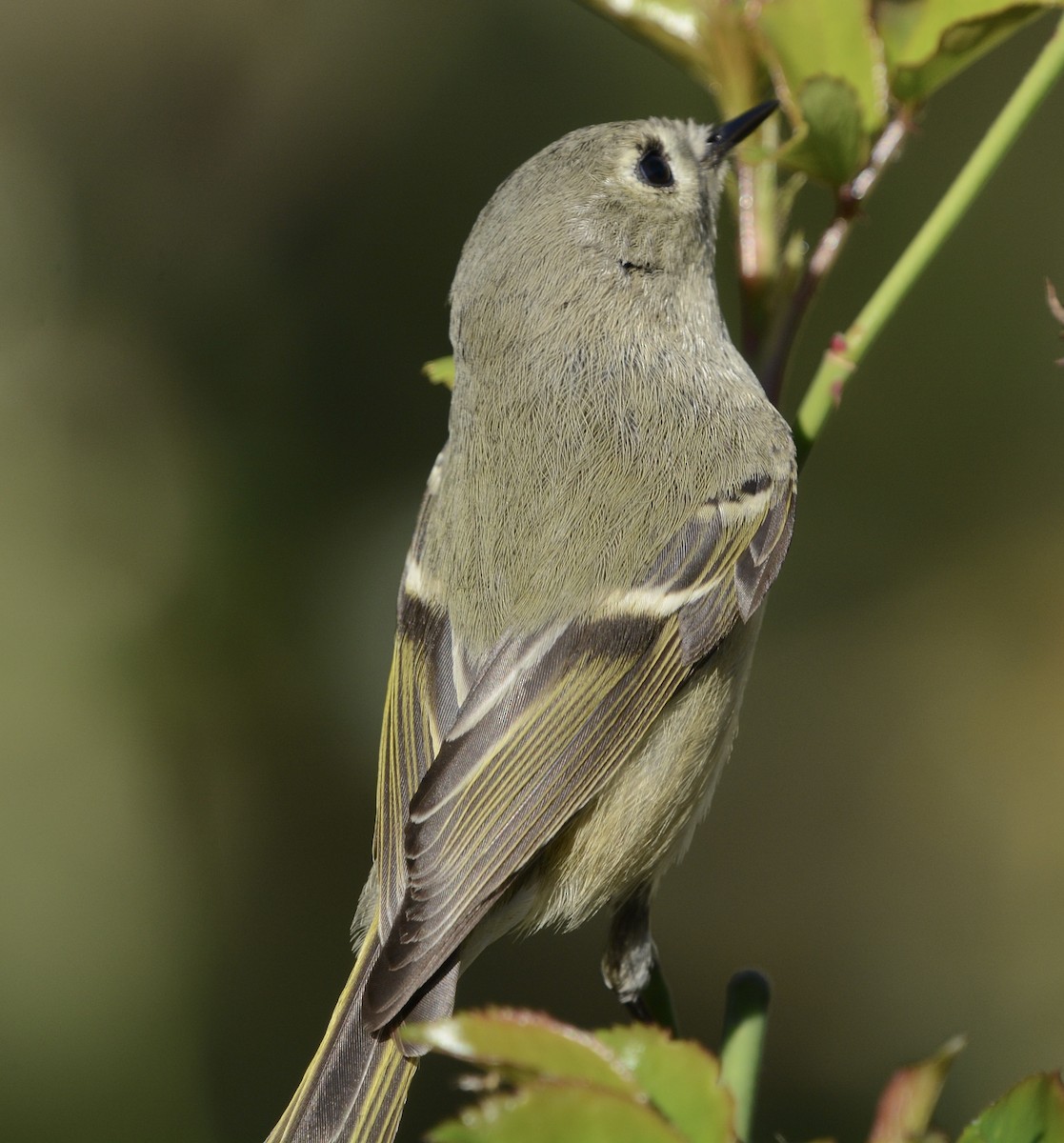 Ruby-crowned Kinglet - ML646598487