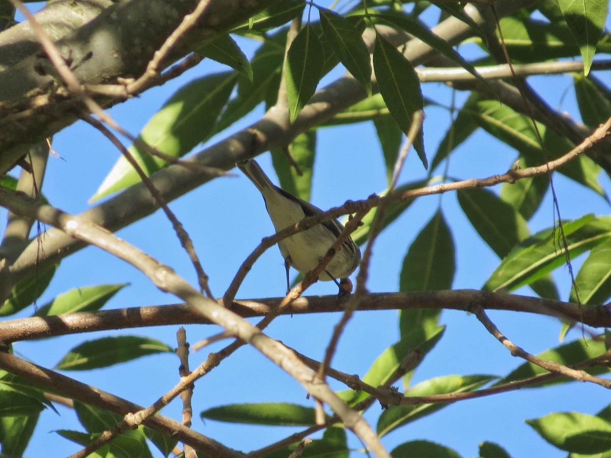 Plumbeous Vireo - ML646598488