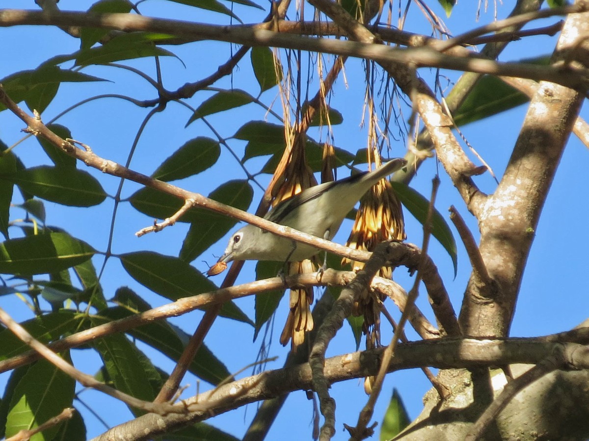 Plumbeous Vireo - ML646598489