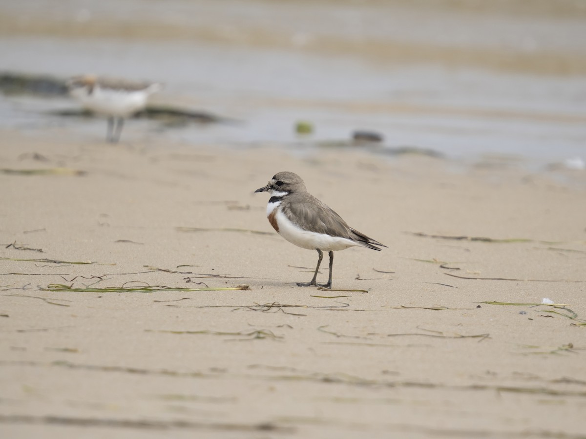 Double-banded Plover - ML646598493