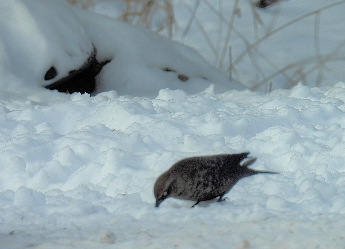 Rusty Blackbird - ML646598494