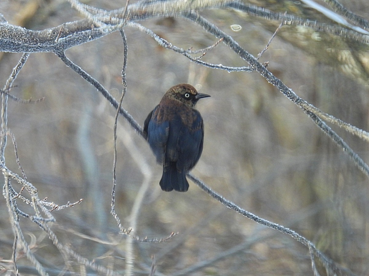 Rusty Blackbird - ML646598495
