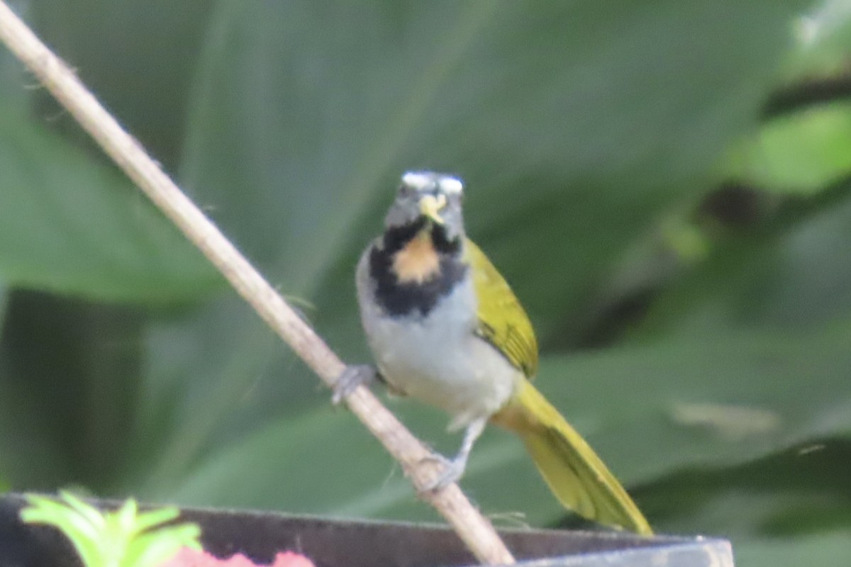 Buff-throated Saltator - ML646598496