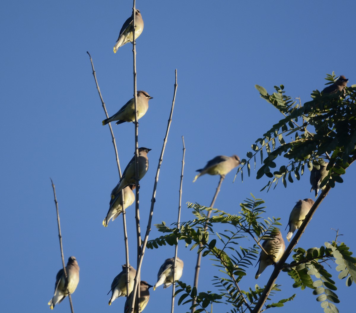 Cedar Waxwing - ML646598497
