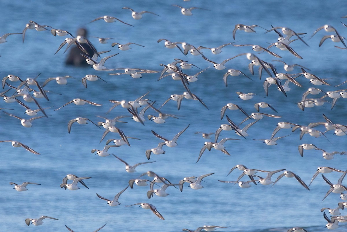 Piovanello tridattilo - ML646598498