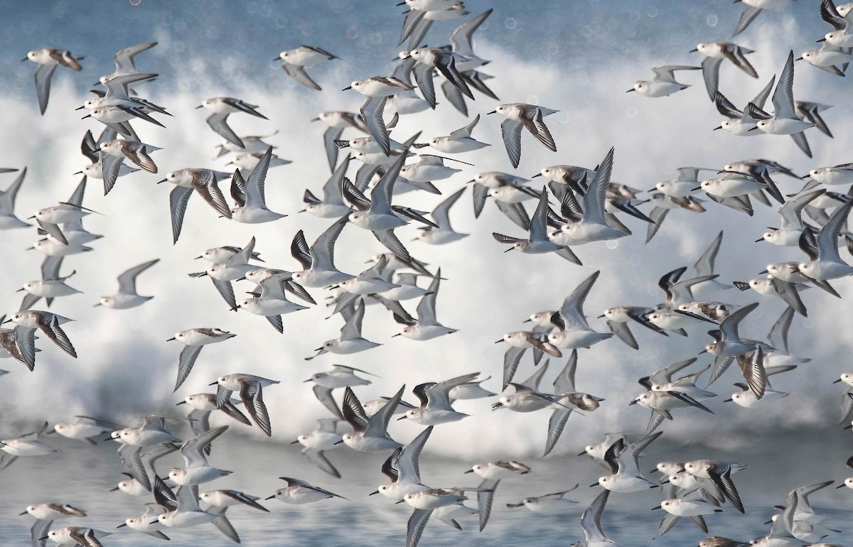 Piovanello tridattilo - ML646598499