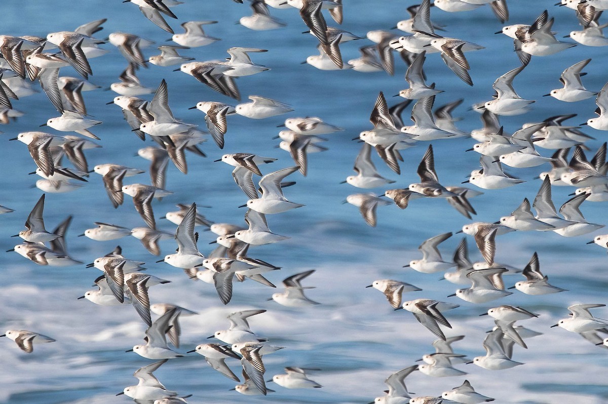 Piovanello tridattilo - ML646598500