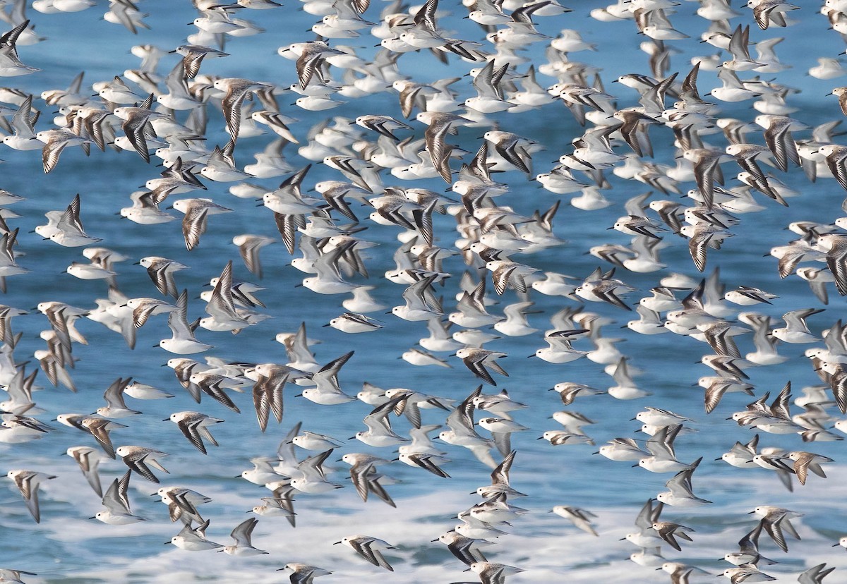 Piovanello tridattilo - ML646598501