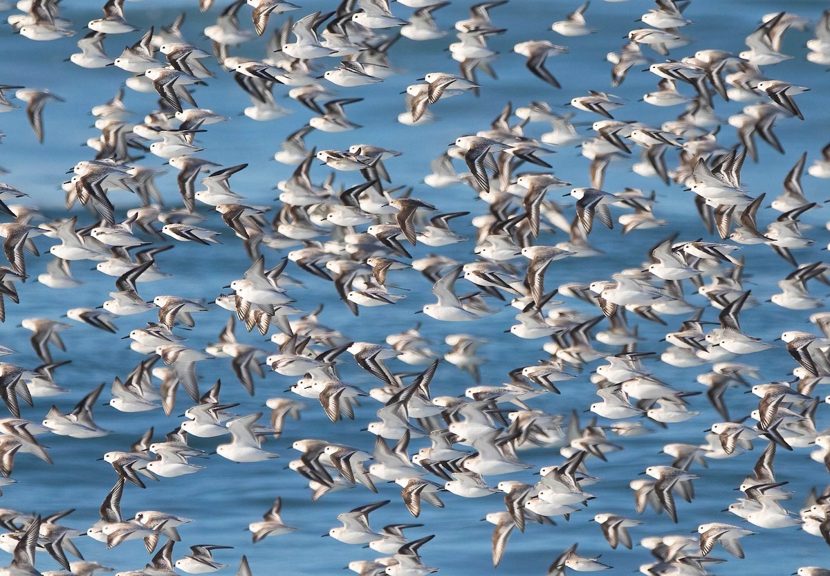 Piovanello tridattilo - ML646598502