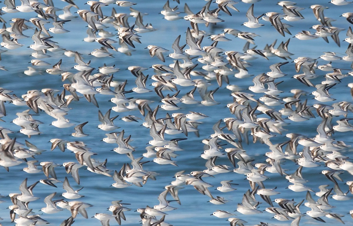 Piovanello tridattilo - ML646598503