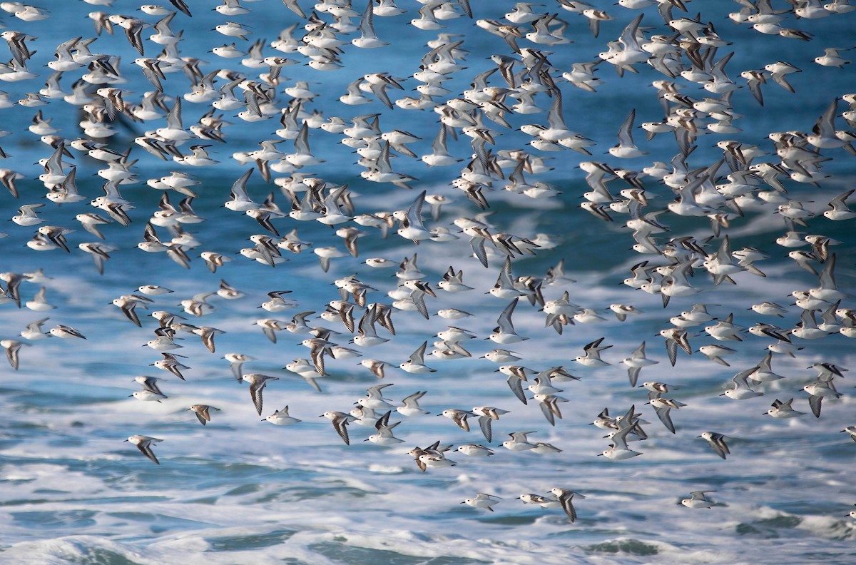 Piovanello tridattilo - ML646598504