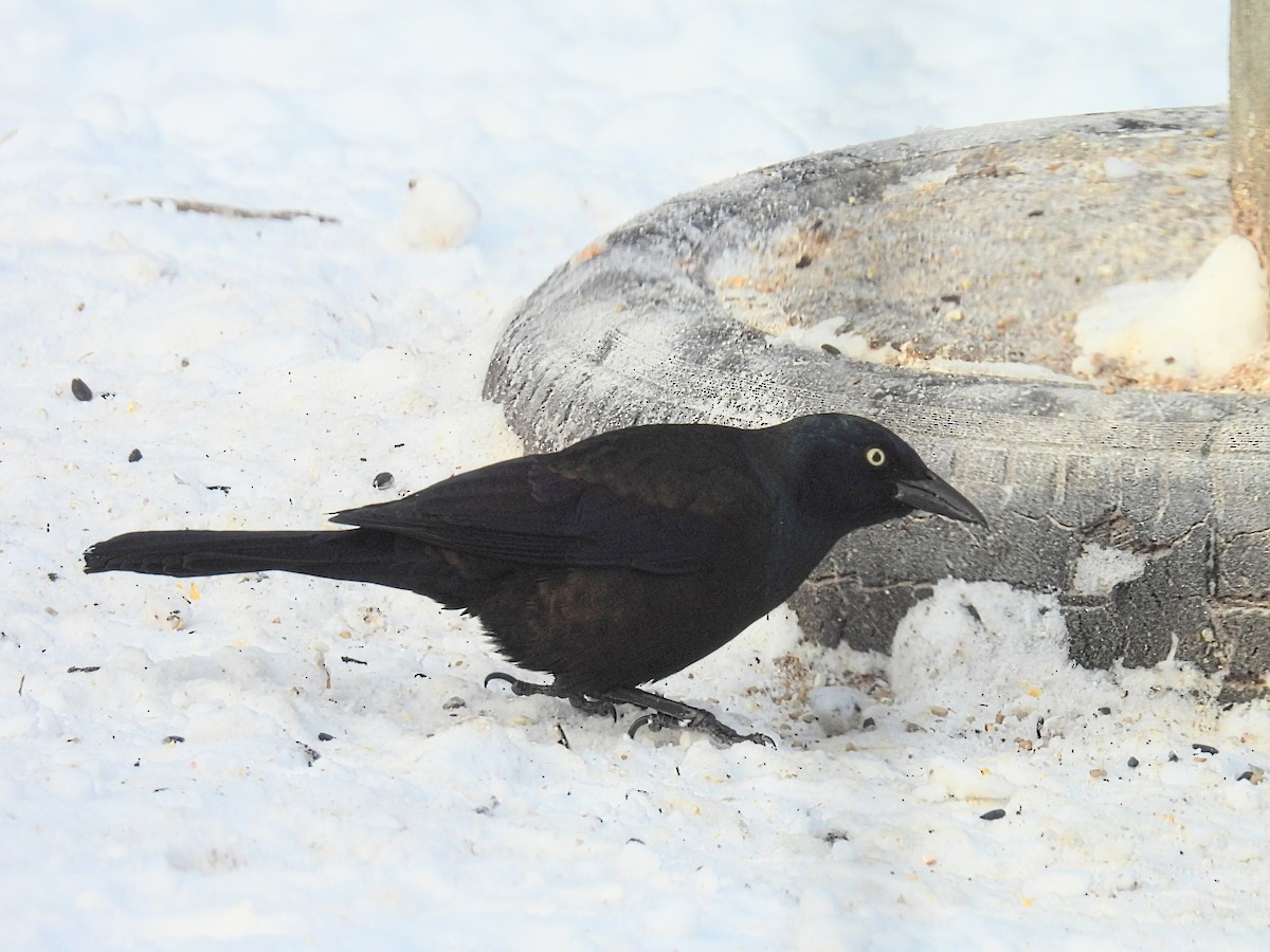 Purpurgrackel - ML646598505