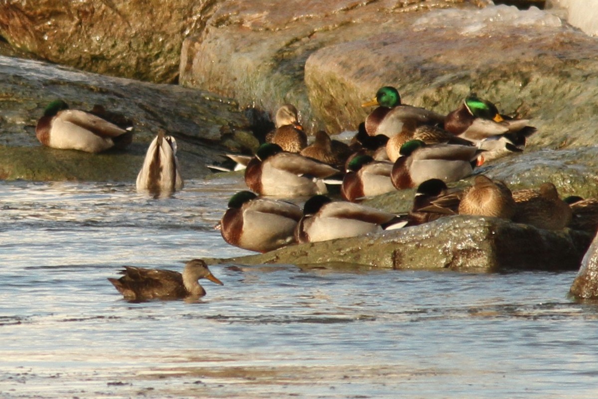 Canard noir - ML646598506